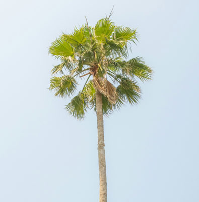 xx mobile phone 16 series _copy_copy